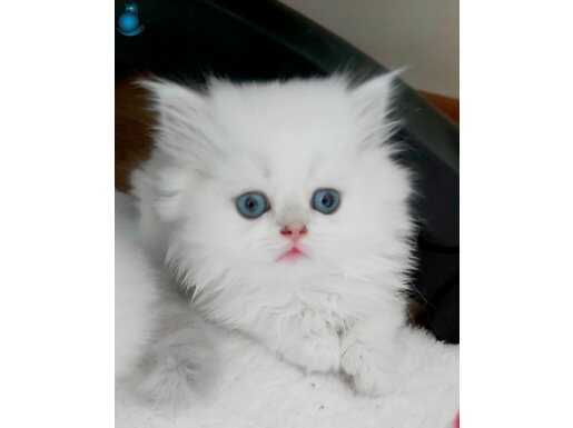 Skodişstraight silver retpoyint longhayır erkek yavrularım