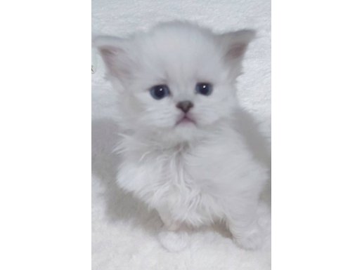 Scottish Straight Silver Longhair Prensesimiz