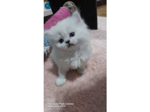 SKODİŞ STRAYT SİLVER RETPOYİNT LONGHAYIR MAVİŞLER