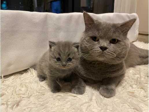 Safkan british shorthair yavrular