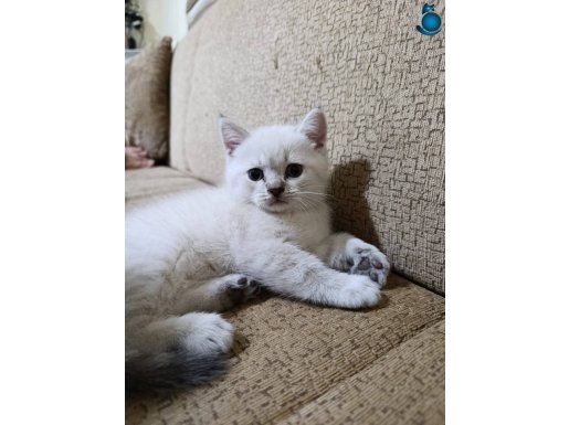 MİNİK BEBEKLERİM SAHİPLERİNİ BEKLİYOR