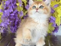 A KALİTE GOLDEN YAVRUM SAHİBİNİ BEKLİYOR 