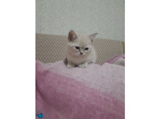 Britsh shorthair 2 aylik bebekler 