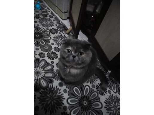 1.5 yaşında Safkan Scottish Fold Dişi 