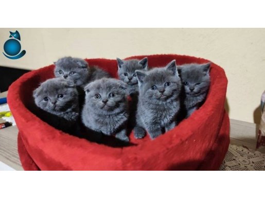 Safkan bebekler bu fiyata yok 