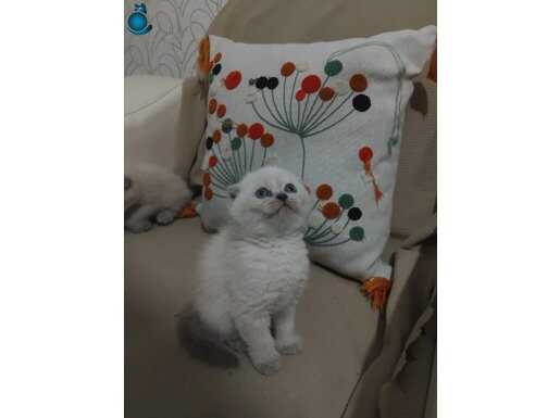 Show kalitede Top kafa bebekler 