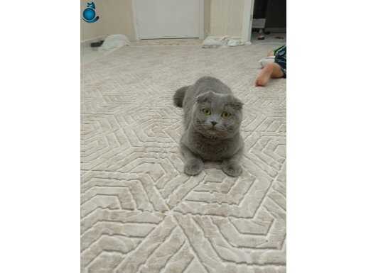 1 yasinda disi scotish fold 