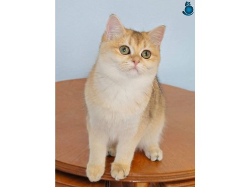 Üst Kalite Golden Dişiler