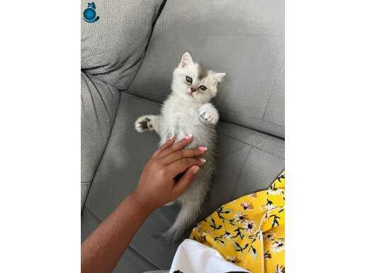 Britişh şorthair silver dişi çok uysal çok sevimli bir kedi
