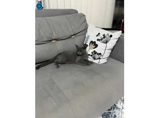 Ücretsiz Britişh şorthair