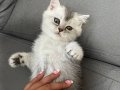 Britişh şorthair silver dişi çok uysal çok sevimli bir kedi