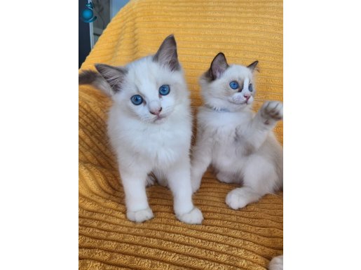 KEDİLİBABA RAGDOLLDAN MUHTEŞEM SAFKAN RAGDOLL YAVRULAR