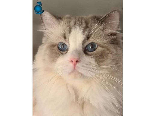 DNA TESTLİ SAFKAN ERKEK RAGDOLL - KISIR DEĞİL