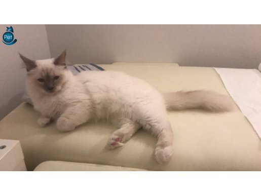 Birman kedi 10 aylık