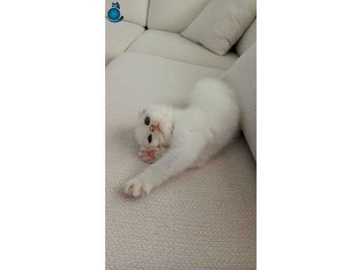 2 aylık Scottish Fold pamuk gibi 