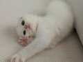 2 aylık Scottish Fold pamuk gibi 