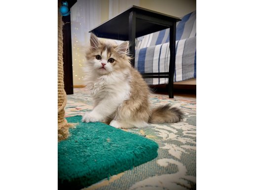 NADİR RENK TONU İLE GÖZ KAMAŞTIRAN YAVRUMUZ