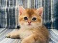 SAFKAN GOLDEN VE SİLVER BEBEKLER