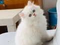 KARTOPU GİBİ BRİTİSH BEBEKLER