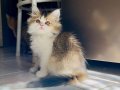 SAFKAN BRİTİSH LONGHAİR BEBEKLER