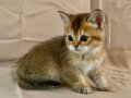 A KALİTE BRİTİSH BEBEKLER