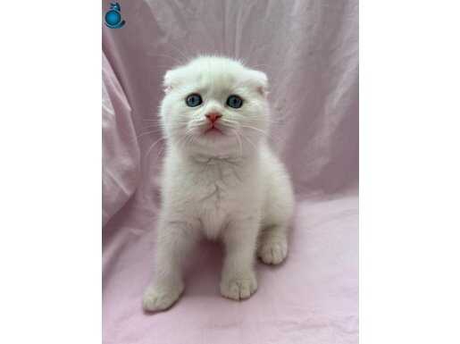 SAFKAN OYUNCU POINT YAVRULARIM 