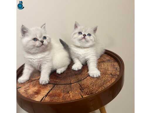 SAFKAN SİLVER POINT BEBEKLERİM 