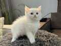 SAFKAN ORJİNAL AYI SURAT BRTISH BEBEKLERİM 