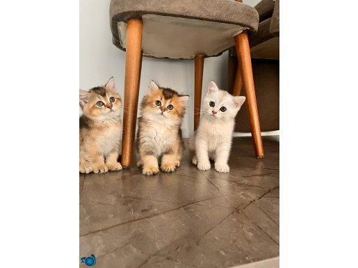 Safkan Kalite British Shorthair yavrular