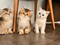Safkan Kalite British Shorthair yavrular