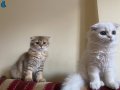 ANNEE VE BABADAN KALİTELİ YAVRULAR
