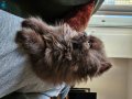 Efsane Chocolate British Longhair Dişi