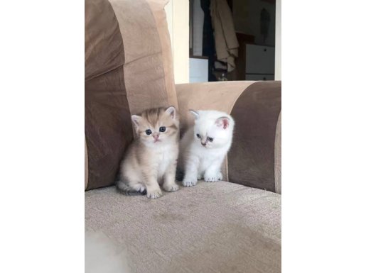 British Shorthair Yavrularım