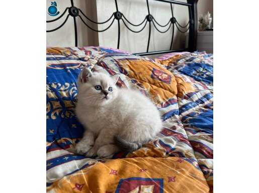 Minnak Yavrularım
