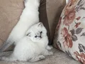 Minnak Boncuklarr
