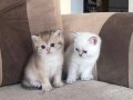 British Shorthair Yavrularım