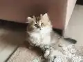 3 Longhair Yavrumuz