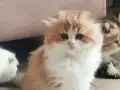 3 Longhair Yavrumuz