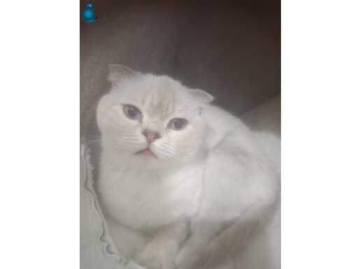  Mavi gözlü çok ender red poind 