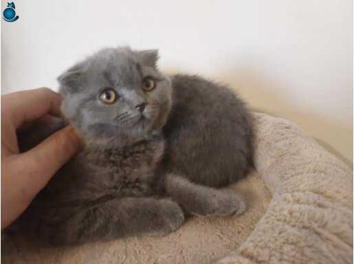 Baba şecereli anne safkan belgeli scottish fold 