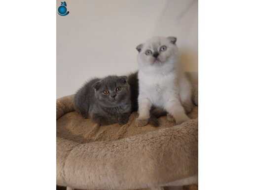 Baba şecereli anne safkan belgeli Scottish fold 