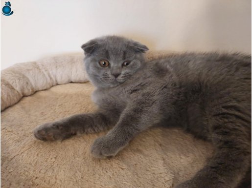 Baba şecereli anne safkan belgeli son Dişi ücretsiz gel al