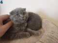 Baba şecereli anne safkan belgeli scottish fold 