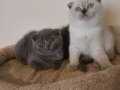 Baba şecereli anne safkan belgeli Scottish fold 
