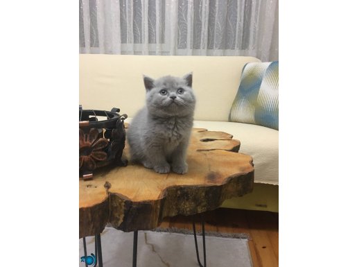 British shorthair gri ve blue point 
