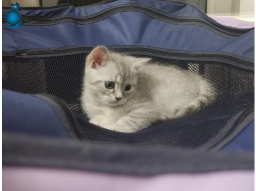 1.5 Aylık British Shorthair Yavrular