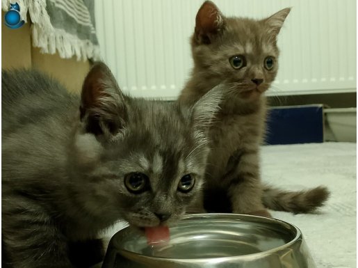 Erkek British Shorthair Yavrular - İlk aşıları yapıldı 