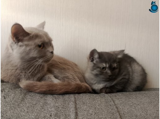 Anne Ve Erkek Yavrusu ÜCRETSİZ Sahiplendirme - EŞYALI