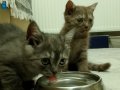 Erkek British Shorthair Yavrular - İlk aşıları yapıldı 