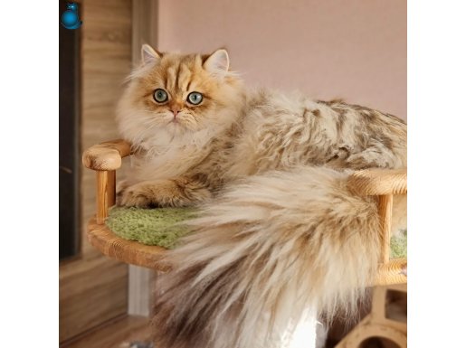 British longhair dişi ve erkek 5 aylık ny11